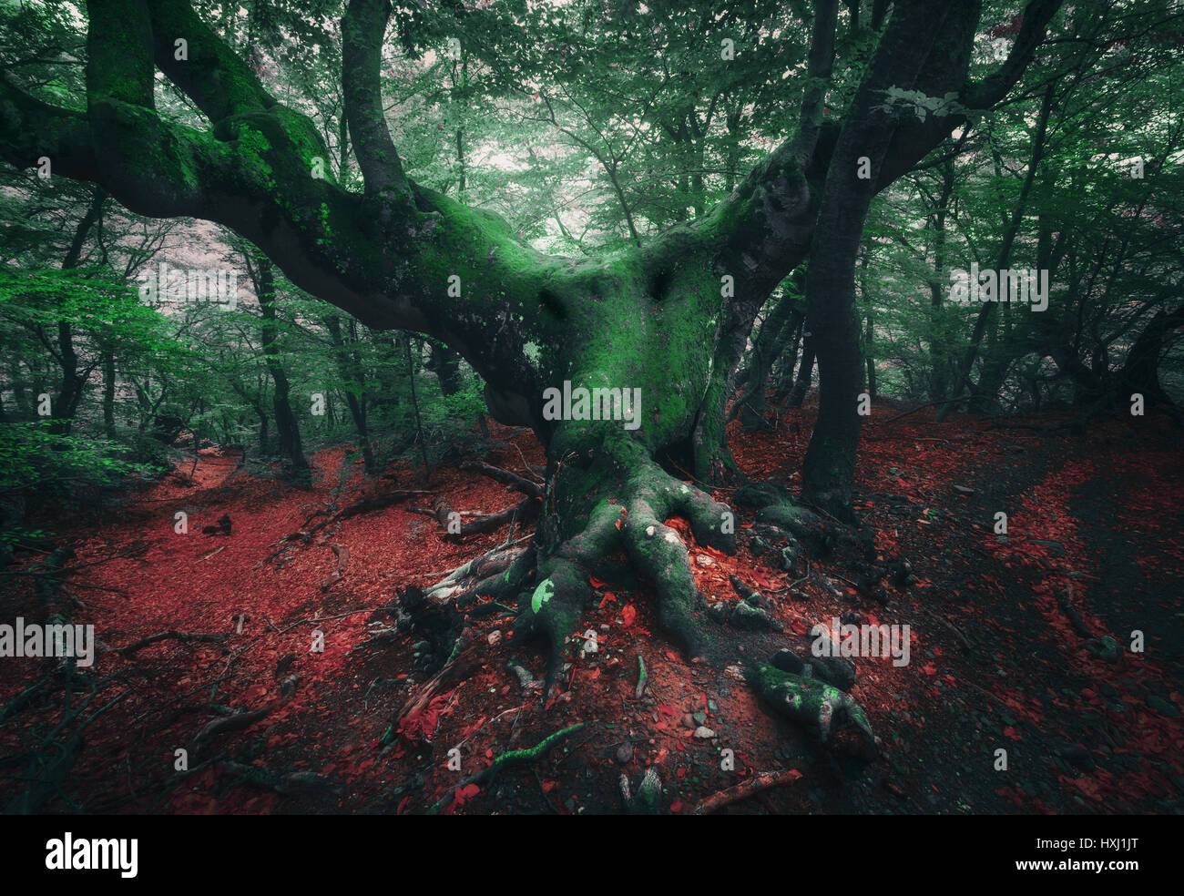 Spooky tree. Mistica della foresta scura nella nebbia con il vecchio albero con grosse radici coperte moss e colorati di rosso e verde fogliame al crepuscolo in primavera. Orrore atmos Foto Stock