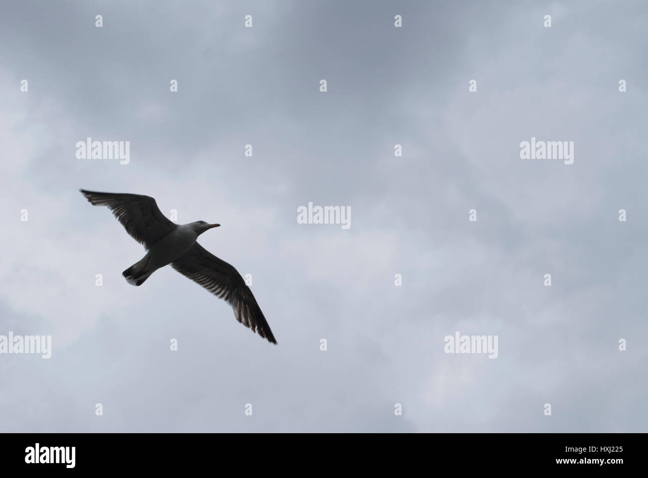 Aringa Gull battenti, stagliano contro un cielo grigio Foto Stock
