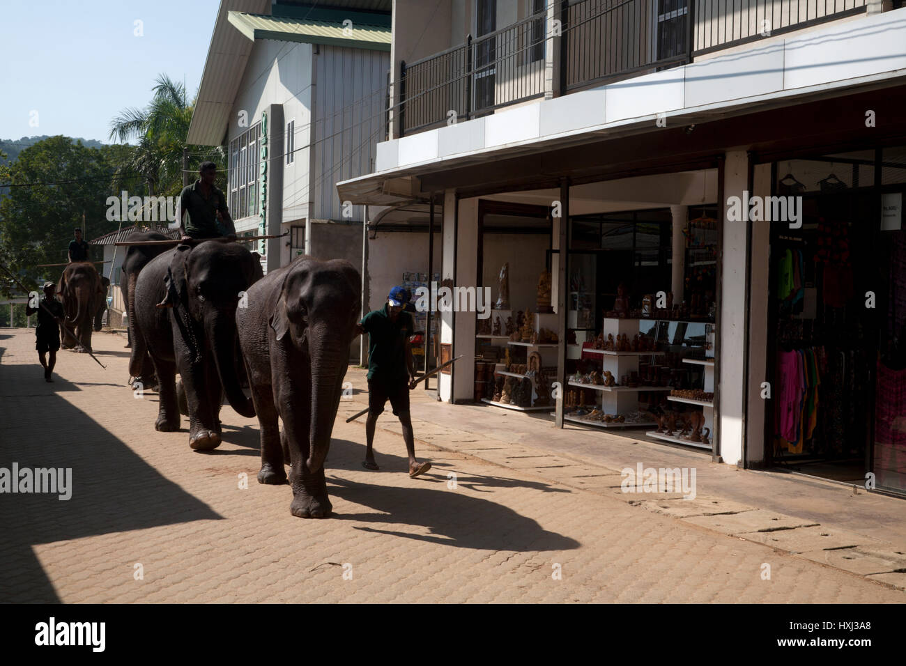 Gli elefanti ma oya fiume pinnewala centrale provincia dello Sri lanka Foto Stock