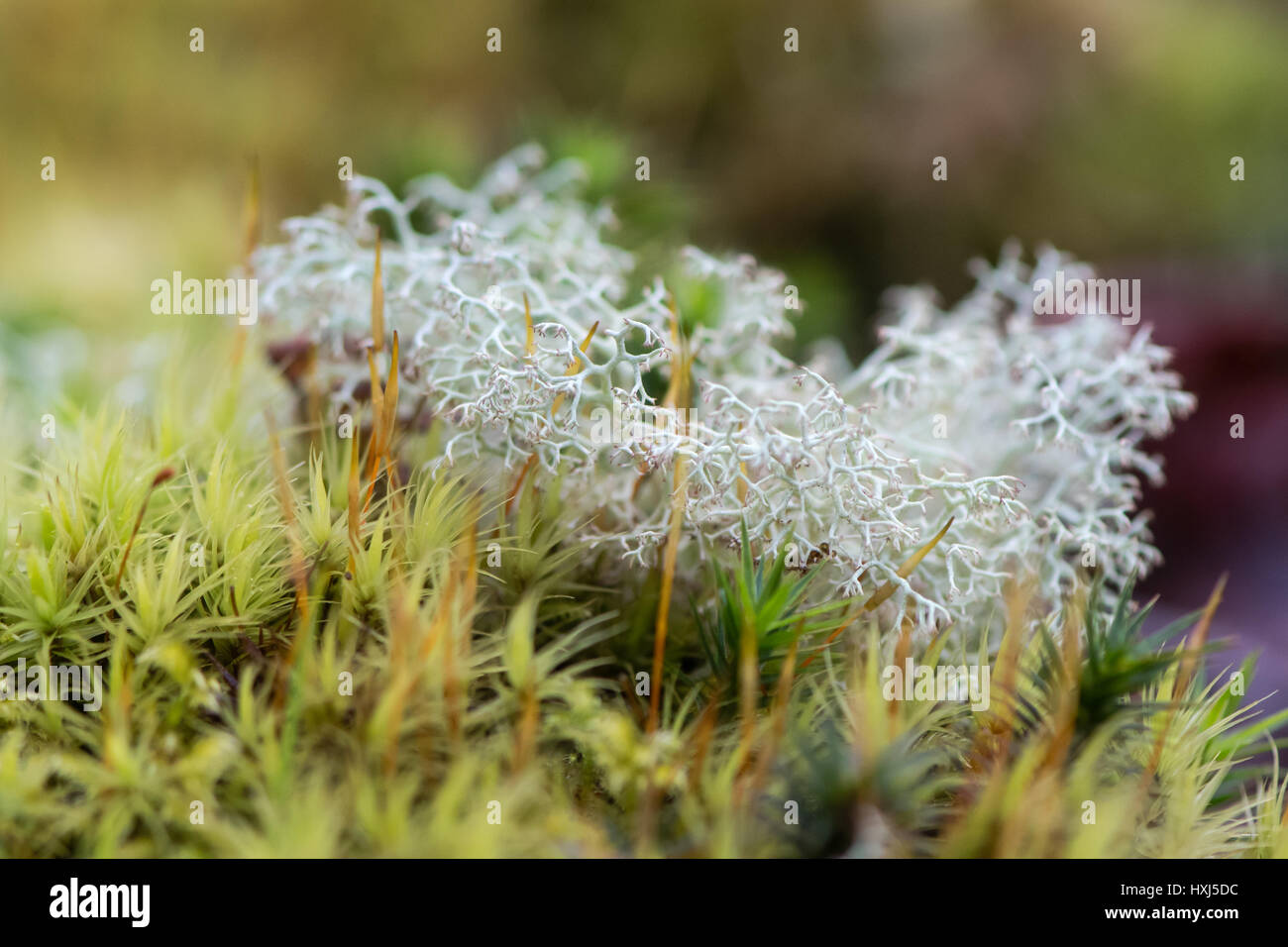 Licheni delle renne (Cladonia rangiferina). Altamente ramificati di luce colorata, fruticose lichen nella famiglia Cladoniaceae, crescente tra il muschio su Dartmoor Foto Stock