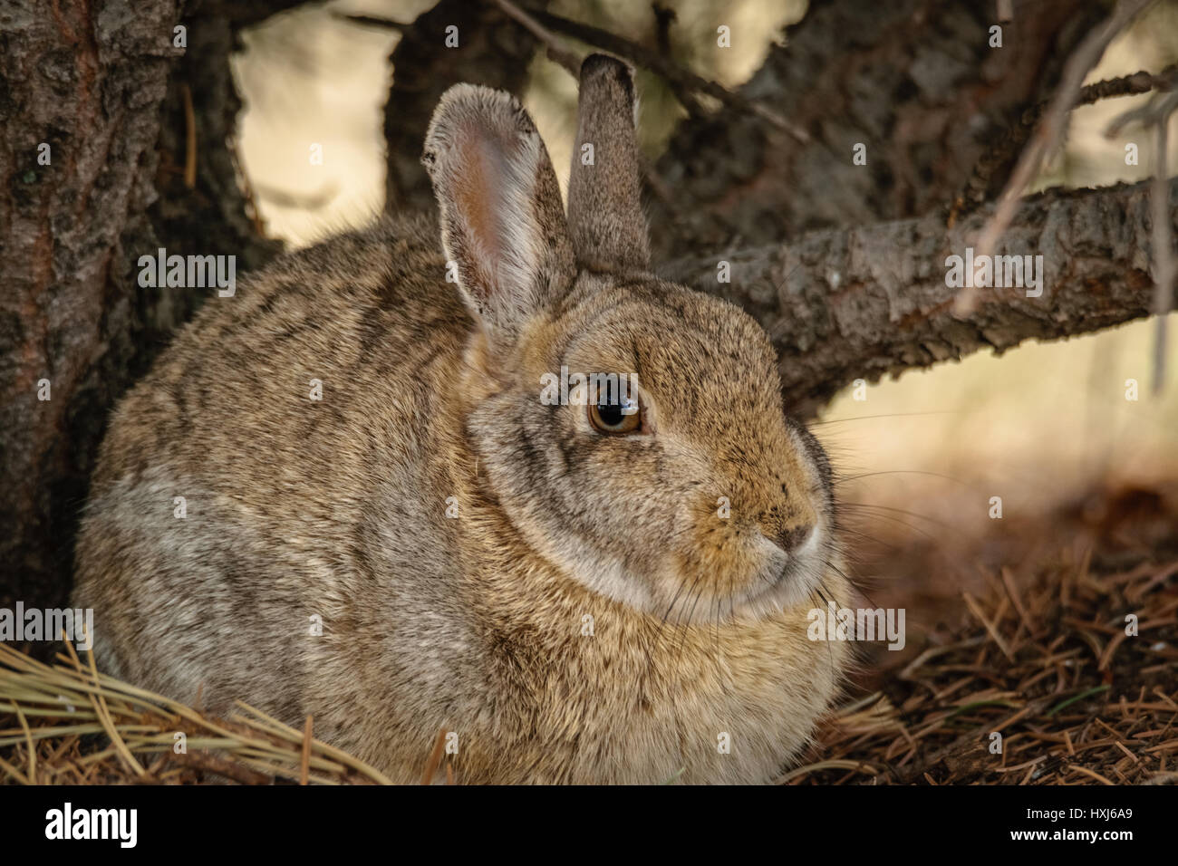 Ritratto, closeup di un selvaggio coniglio silvilago coniglio seduto accanto ad un pino. molla in Wyoming, Stati Uniti d'America Foto Stock