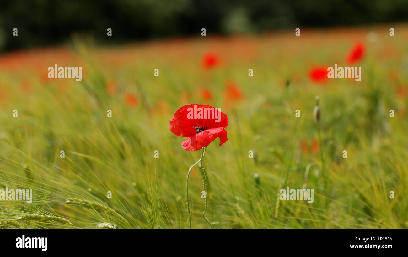 Il papavero nel campo di orzo Foto Stock