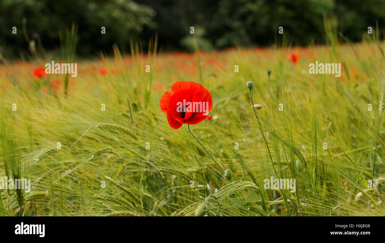 Il papavero nel campo di orzo Foto Stock
