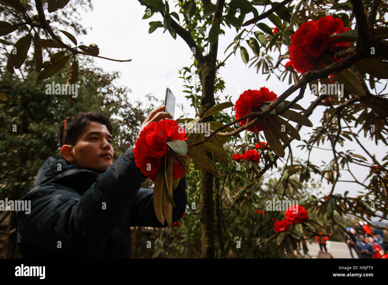 Bijie, della Cina di Guizhou. 28 Mar, 2017. Shogo Masuda, primo segretario dell'Ambasciata giapponese in Cina, prende le foto in Bailidujuan punto panoramico di Bijie, a sud-ovest della Cina di Guizhou, 28 marzo 2017. Un totale di 55 diplomatici da 31 paesi tra cui stranieri inviati e i loro coniugi, furono invitati a partecipare ad un tour in Bijie dal 27 marzo al 29, durante la quale hanno partecipato al 2017 International Festival di azalea e città del mondo la cooperazione economica transnazionale Conferenza Tavola Rotonda. Credito: Zheng Huansong/Xinhua/Alamy Live News Foto Stock