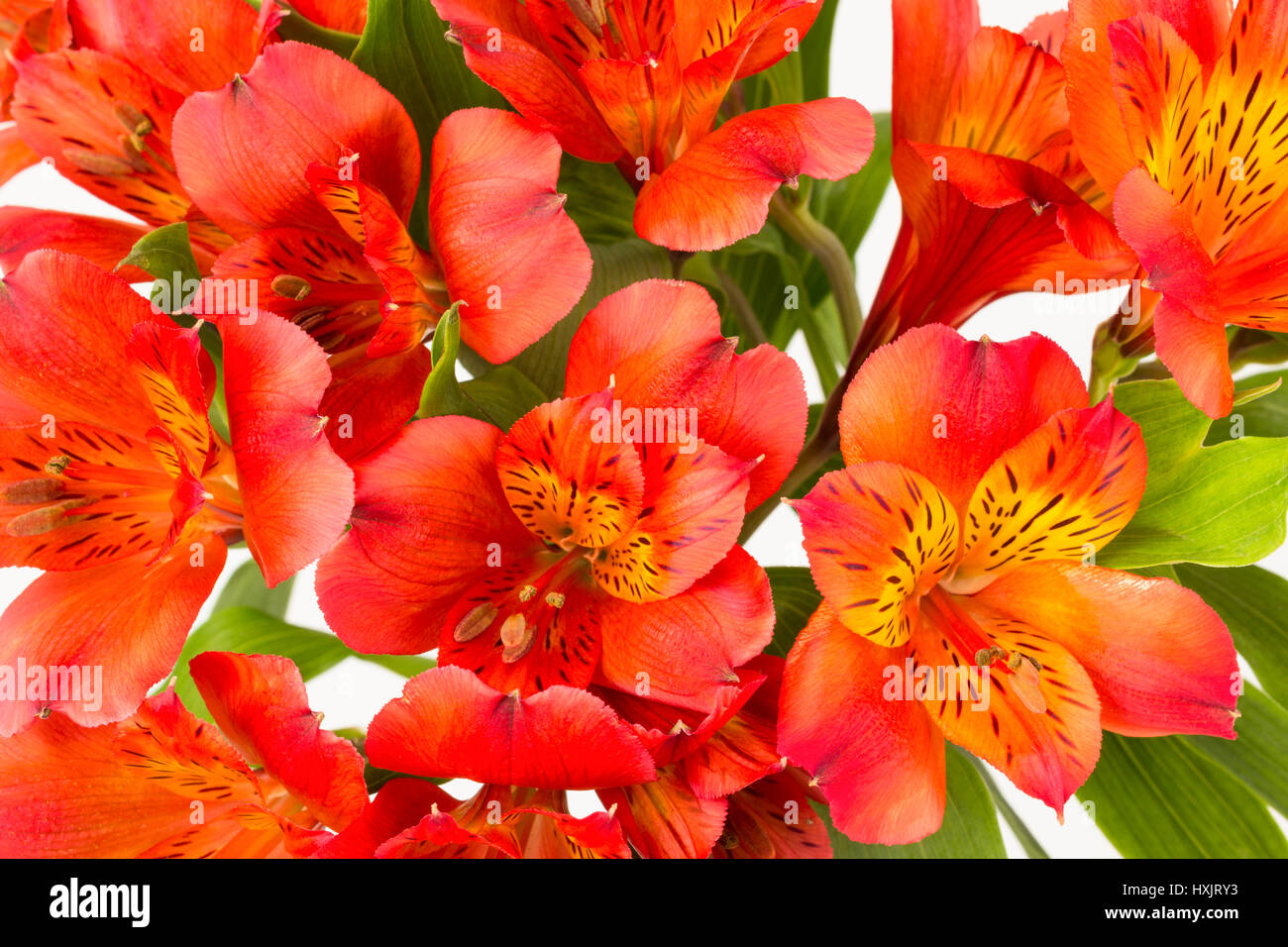 Chiudere lo sfondo di rosso-arancione alstroemeria fiori e foglie. AKA giglio Peruviano Foto Stock