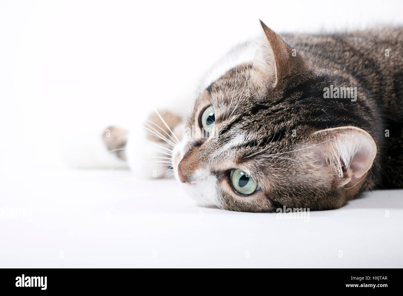 Katze; getigert; grüne Augen; weißer Hintergrund; alta chiave; cat; tabby; gli occhi verdi; sullo sfondo bianco Foto Stock