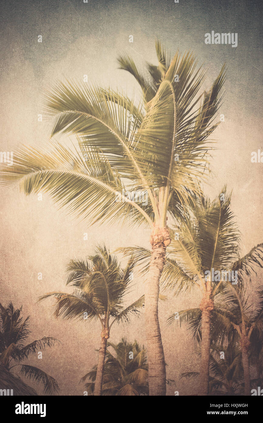 Vintage textured palme tropicali Foto Stock