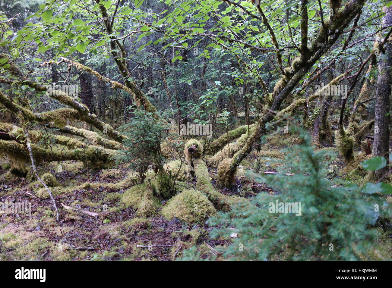 Natura Safari in AK da Disney Magic Foto Stock