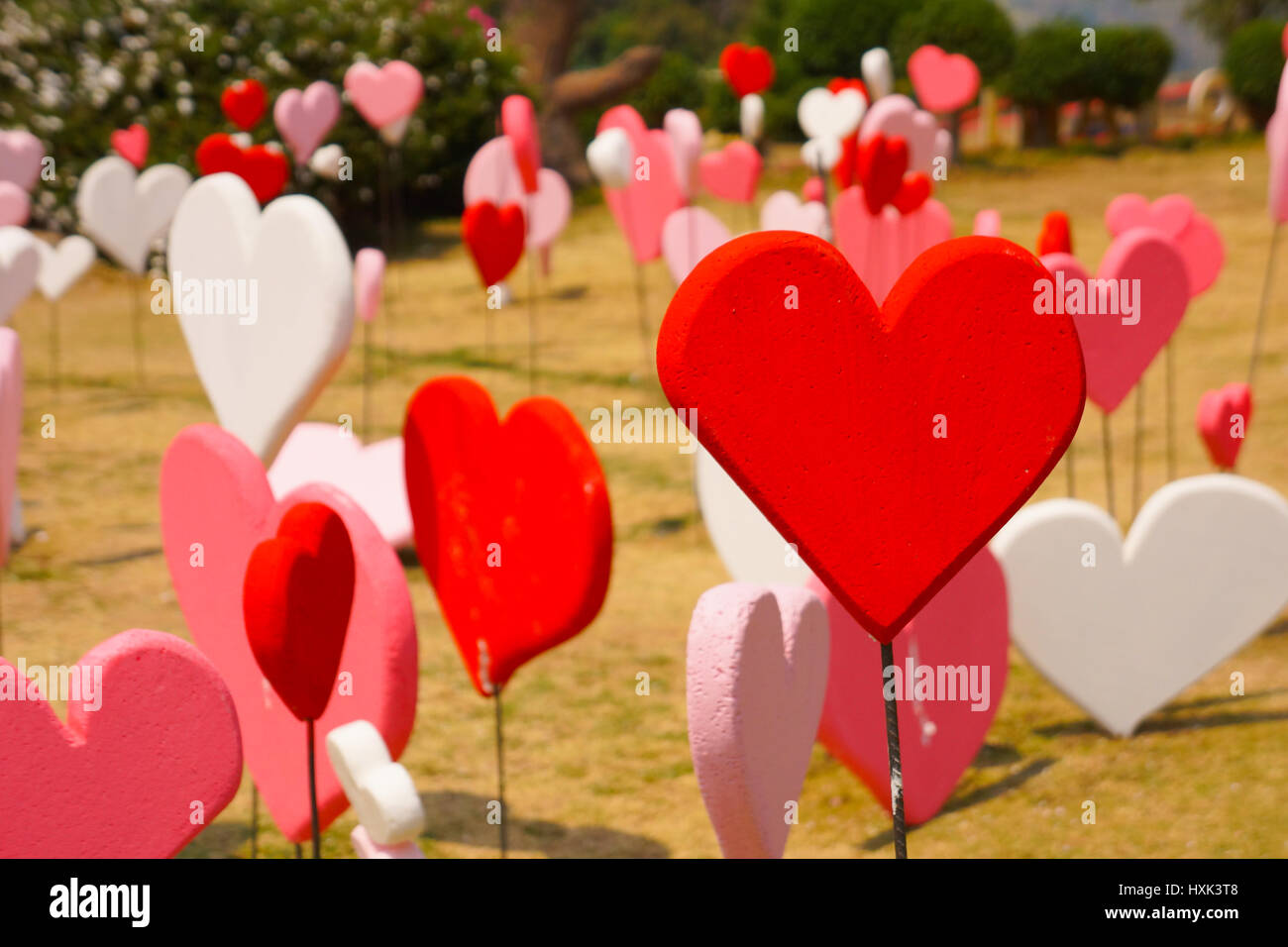 Il giorno di San Valentino sfondi. Amore romantica Tema : molti rossi forma in giardino Foto Stock
