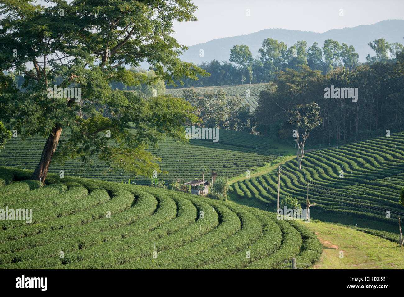 La piantagione di tè di Choui Fong tè presso la città di Mae Chan a nord della città di Chiang Rai nel nord della Thailandia. Foto Stock