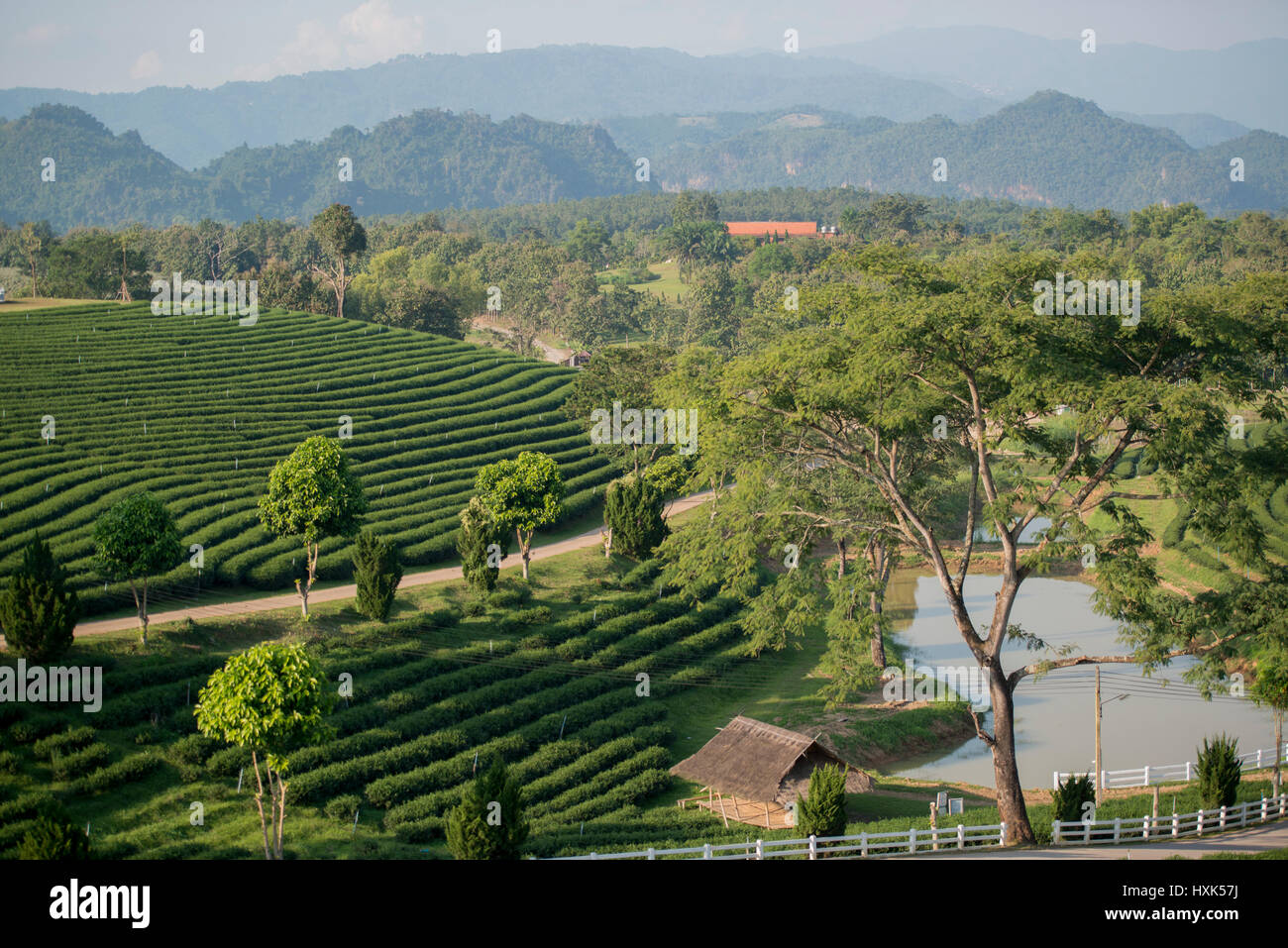 La piantagione di tè di Choui Fong tè presso la città di Mae Chan a nord della città di Chiang Rai nel nord della Thailandia. Foto Stock