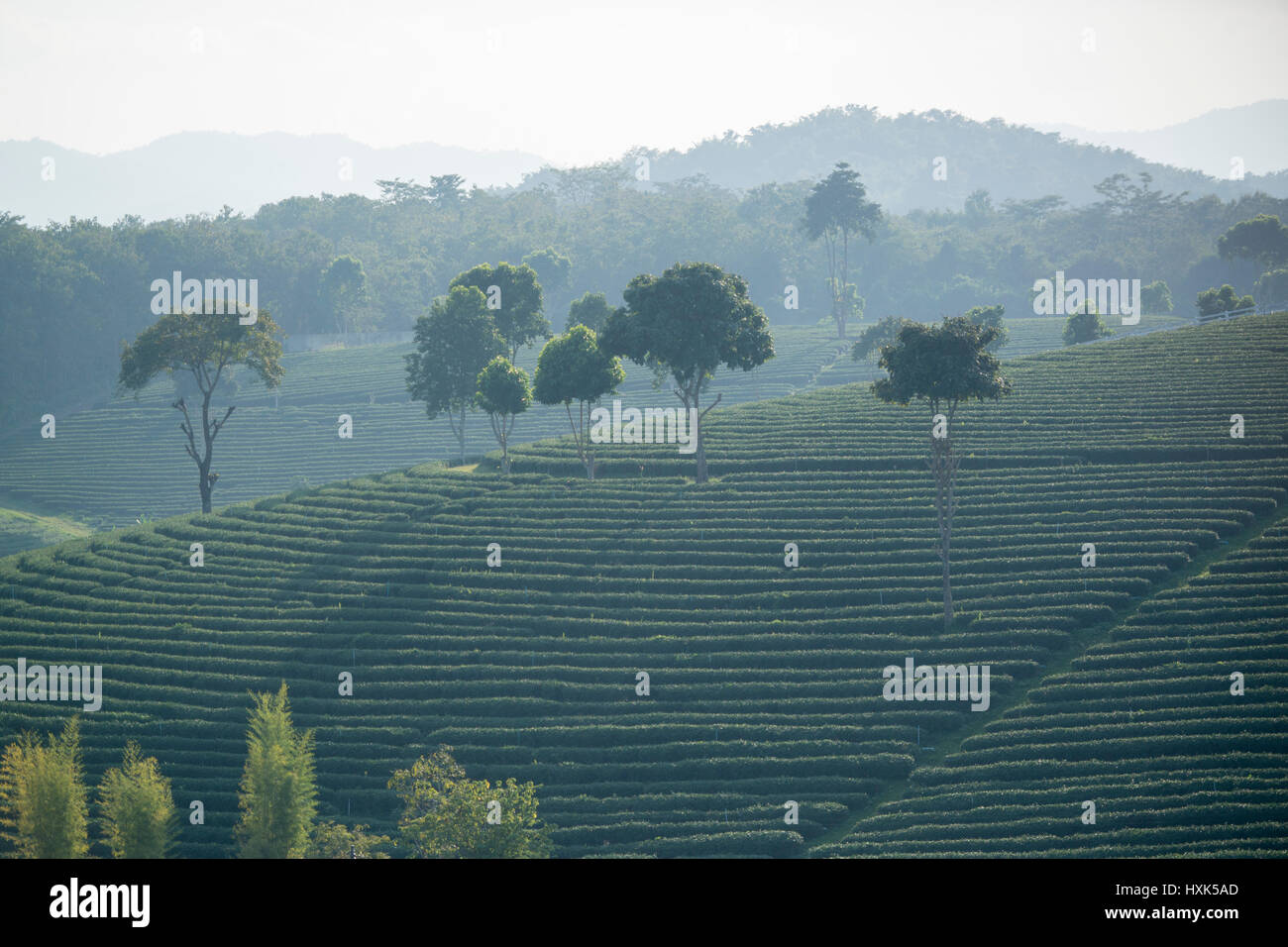 La piantagione di tè di Choui Fong tè presso la città di Mae Chan a nord della città di Chiang Rai nel nord della Thailandia. Foto Stock