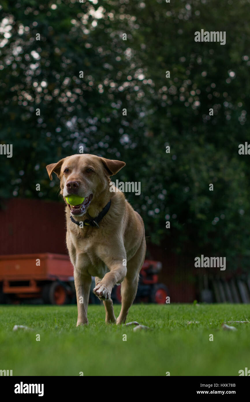 Simpatico labrador giocando in un giardino Foto Stock