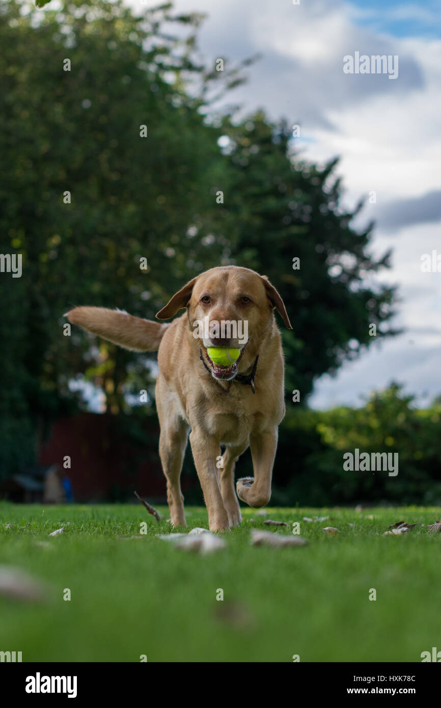 Simpatico labrador giocando in un giardino Foto Stock