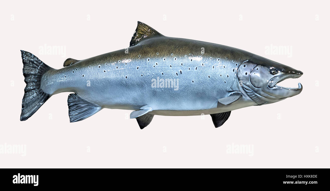 Montate il salmone atlantico su uno sfondo bianco. Foto Stock