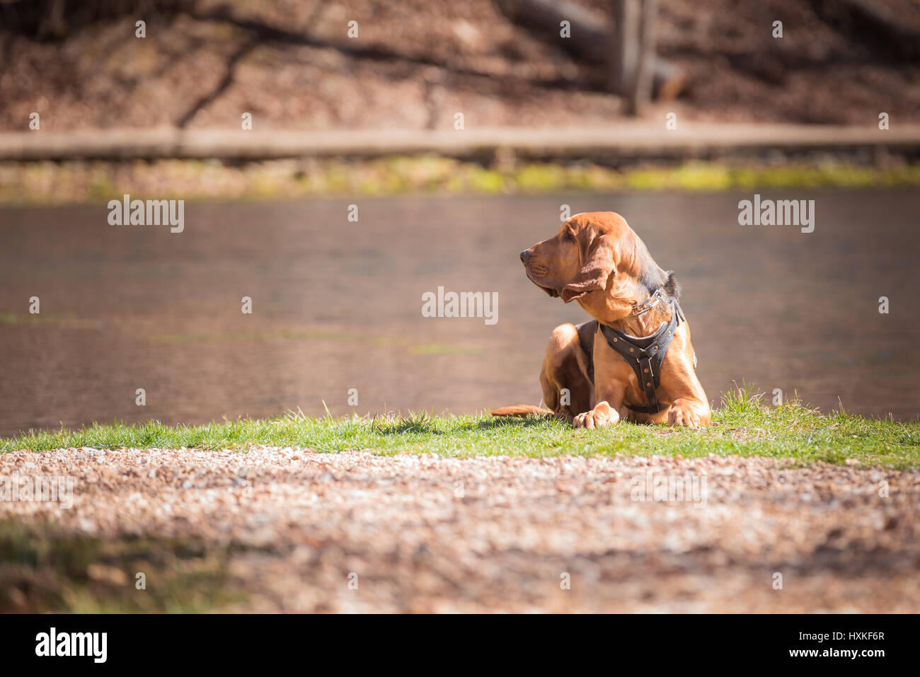 Bloodhound cane recante nella parte anteriore di acqua Foto Stock