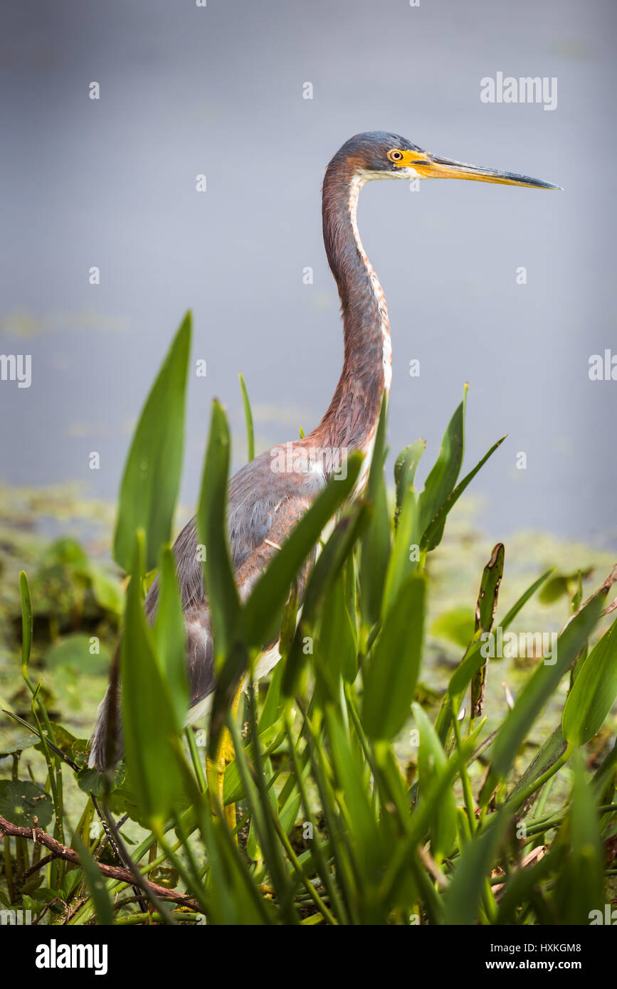 Tri color heron in piedi di fronte a foglie con acqua in background Foto Stock