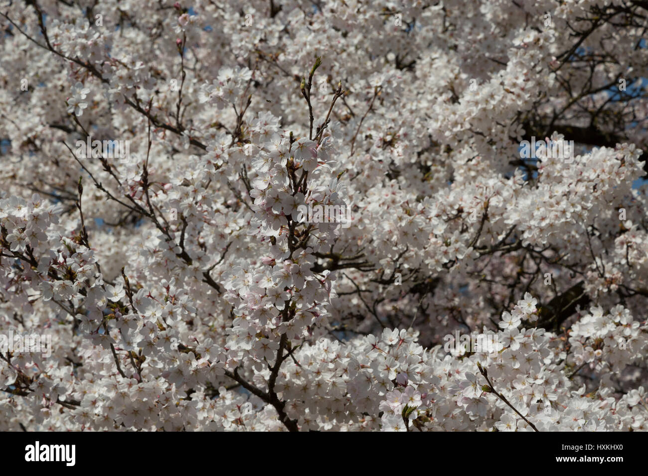 Una fotografia di alcuni giapponesi Fiori Ciliegio a Berna, Svizzera. Essi sono situati nel pubblico giardino di rose (Rosengarten) che si affaccia sulla città. Foto Stock