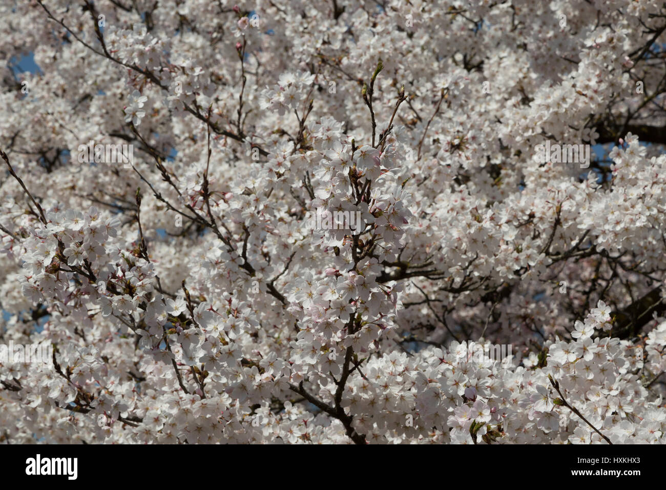 Una fotografia di alcuni giapponesi Fiori Ciliegio a Berna, Svizzera. Essi sono situati nel pubblico giardino di rose (Rosengarten) che si affaccia sulla città. Foto Stock