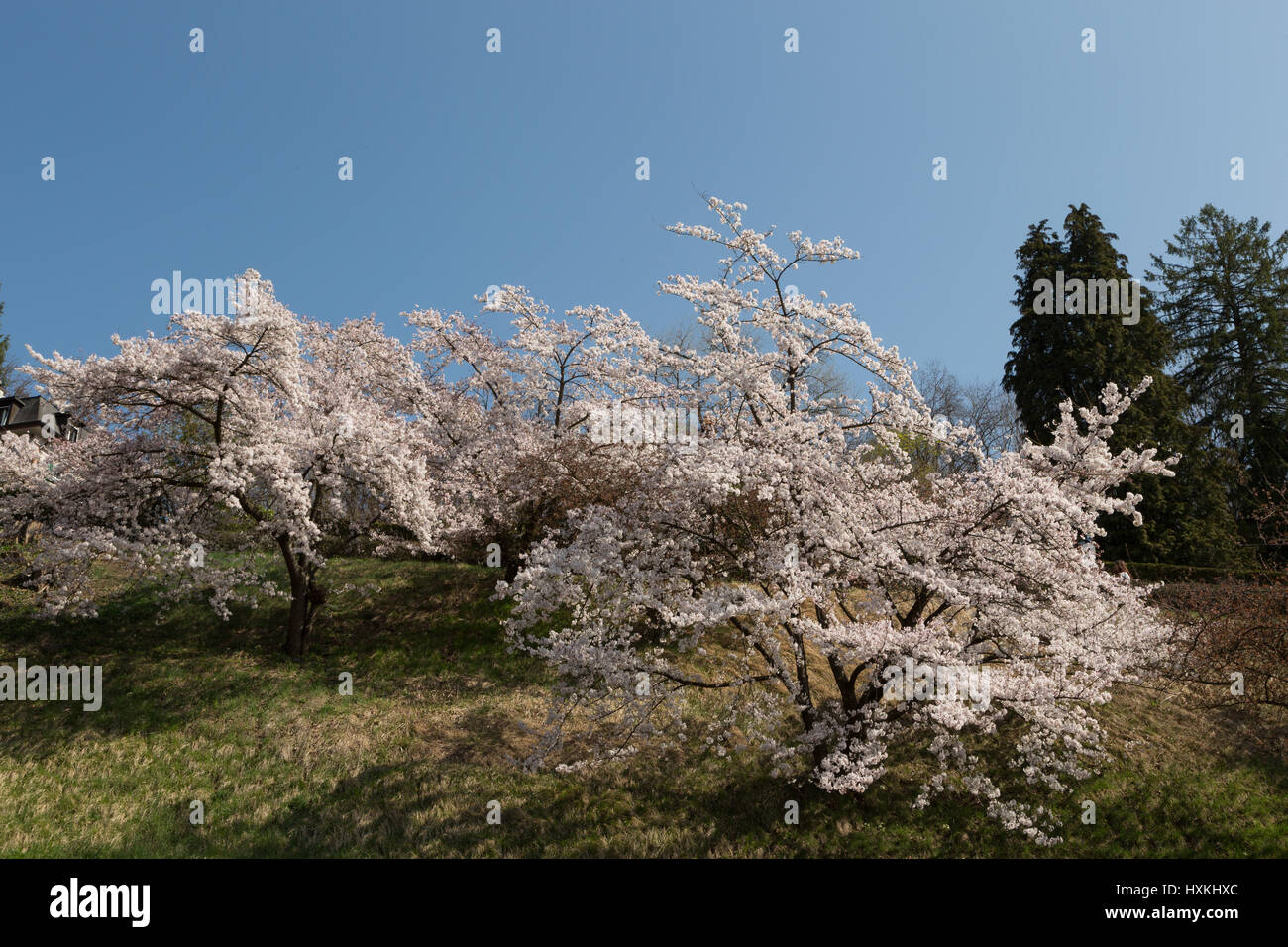 Una fotografia di alcuni giapponesi Fiori Ciliegio a Berna, Svizzera. Essi sono situati nel pubblico giardino di rose (Rosengarten) che si affaccia sulla città. Foto Stock