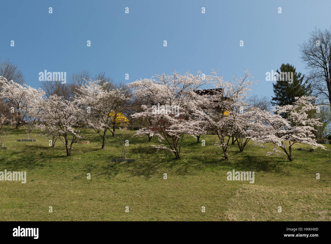 Una fotografia di alcuni giapponesi Fiori Ciliegio a Berna, Svizzera. Essi sono situati nel pubblico giardino di rose (Rosengarten) che si affaccia sulla città. Foto Stock