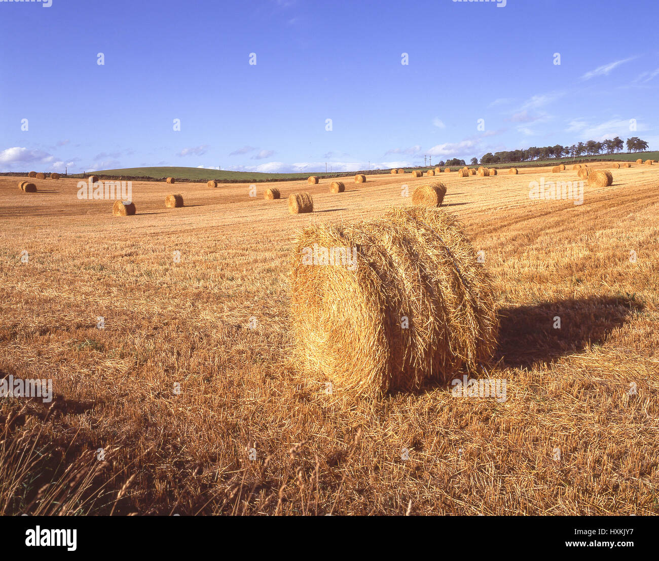 Round balle di fieno in campo, Correen colline, Aberdeenshire, Scotland, Regno Unito Foto Stock