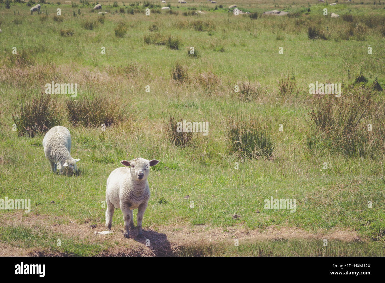 Sfondo con piccoli agnelli carino sul verde del campo di erba in Nuova Zelanda, Central Otago. Nuova Zelanda agricoltura. Foto Stock