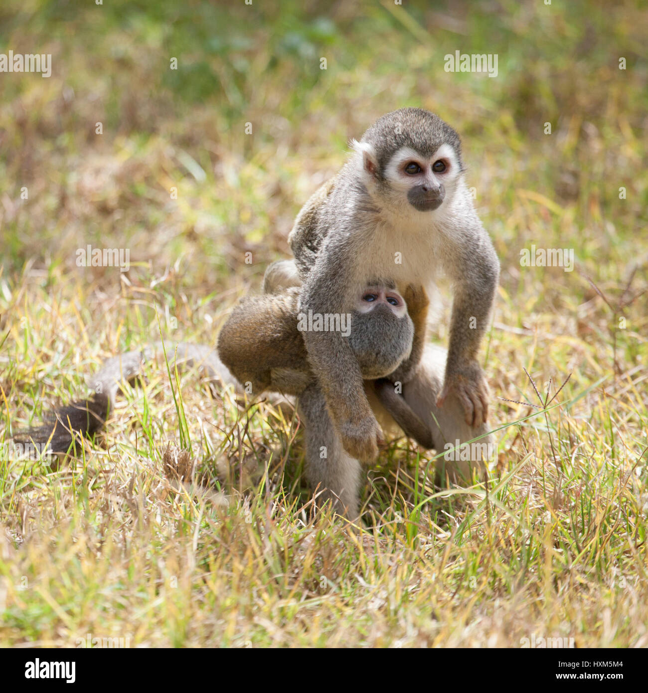 Sudafricano Scoiattolo scimmia (saimiri sciureus) madre in Ecuador Foto Stock