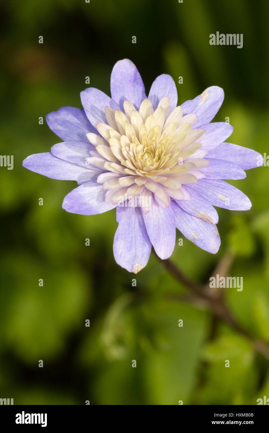 Intricate doppia bianca centrato forma di blu, windflower appenina Anemone Foto Stock