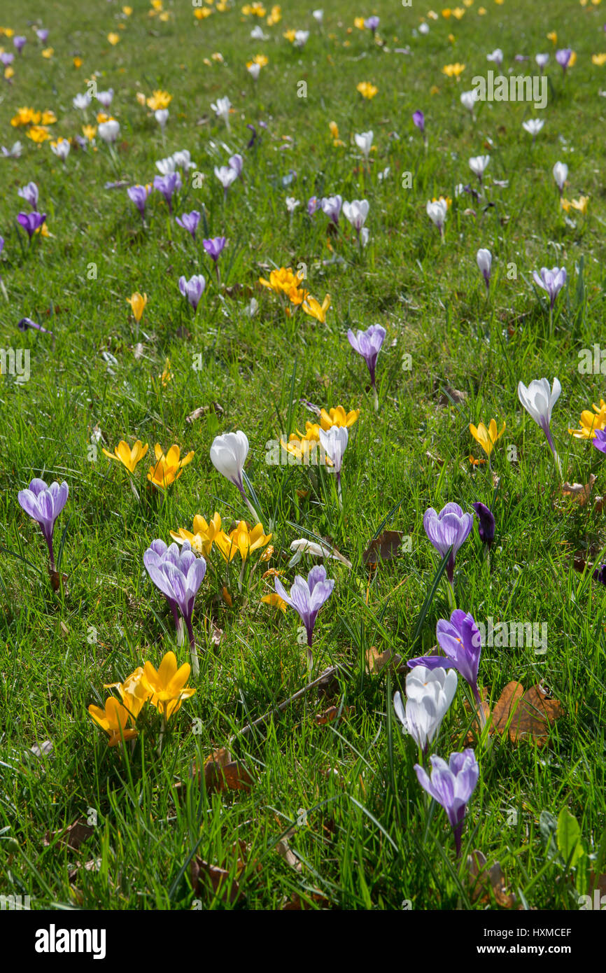 Blühende Krokus auf einer Wiese im Frühling | fioritura crocus su un prato in primavera Foto Stock