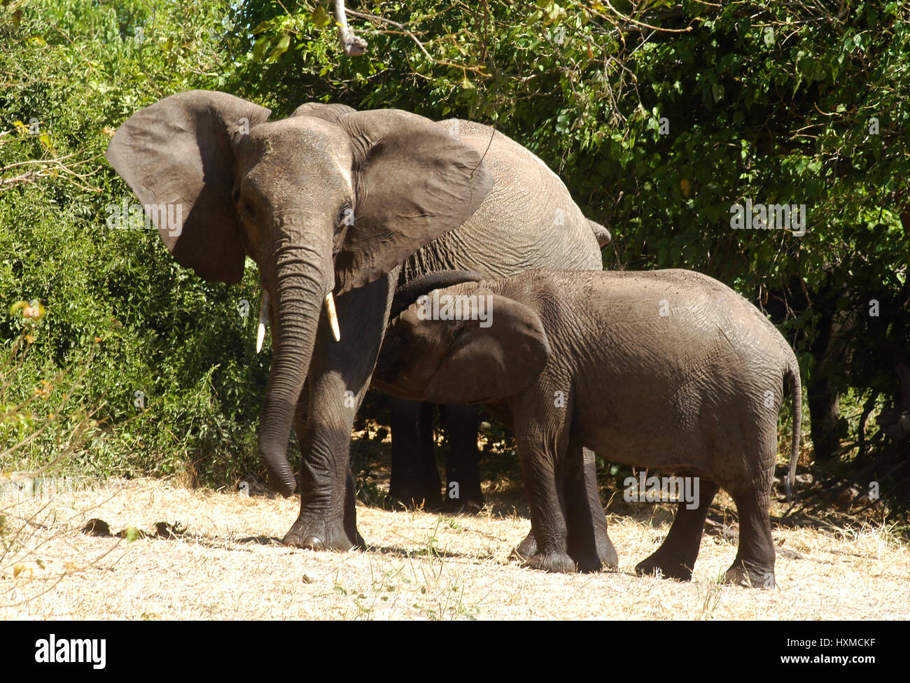 Elefanti, Chobe park, Botswana Foto Stock