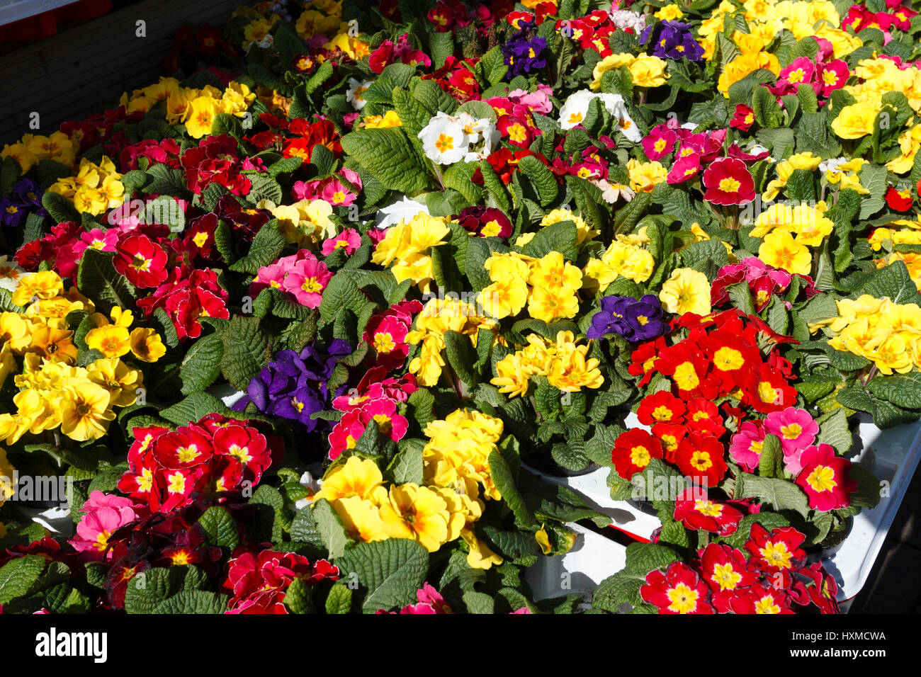 Fiori di Primavera in vendita presso un centro giardino in East Sussex Foto Stock