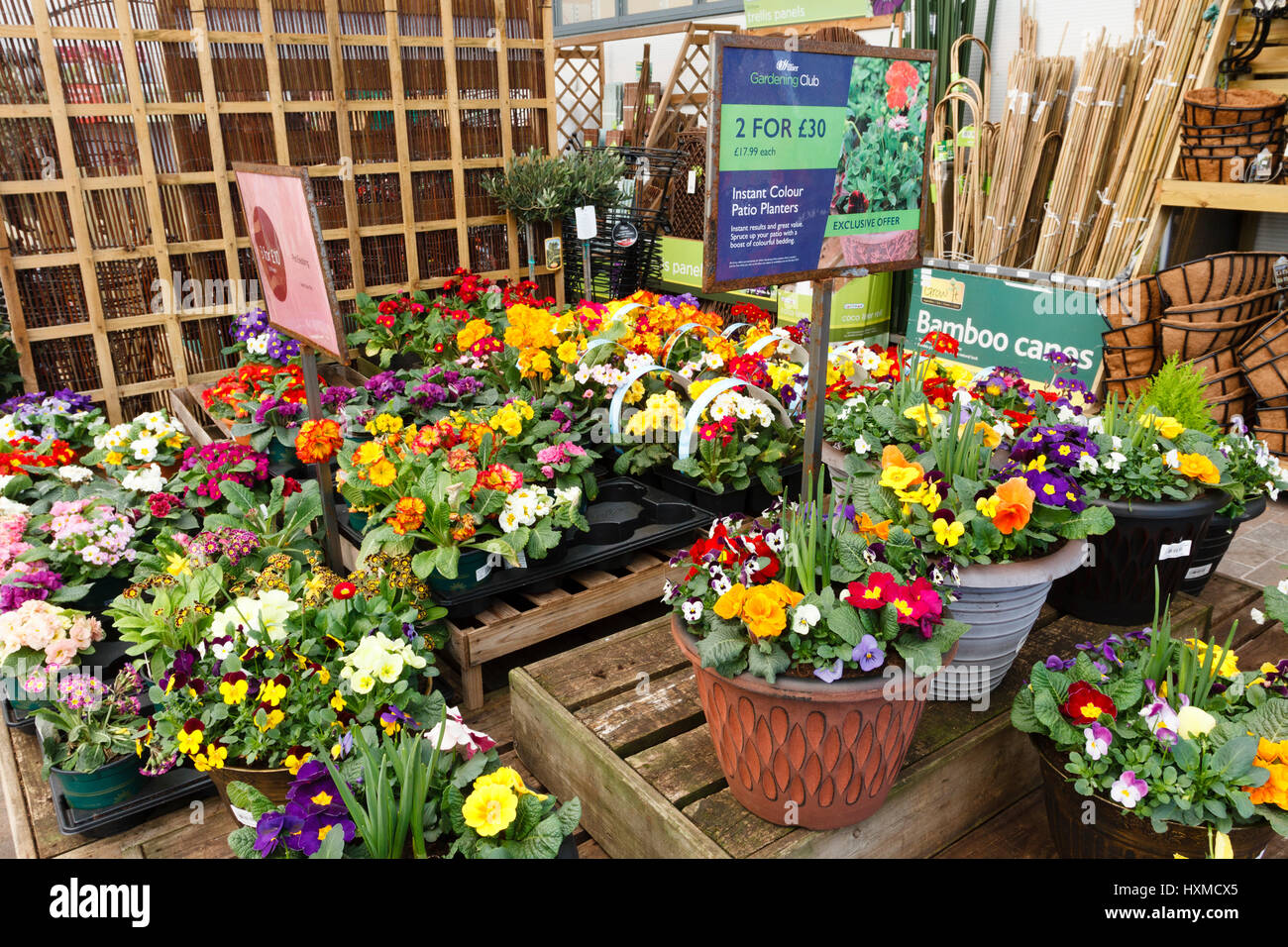 Fiori di Primavera in vendita presso un centro giardino in East Sussex Foto Stock