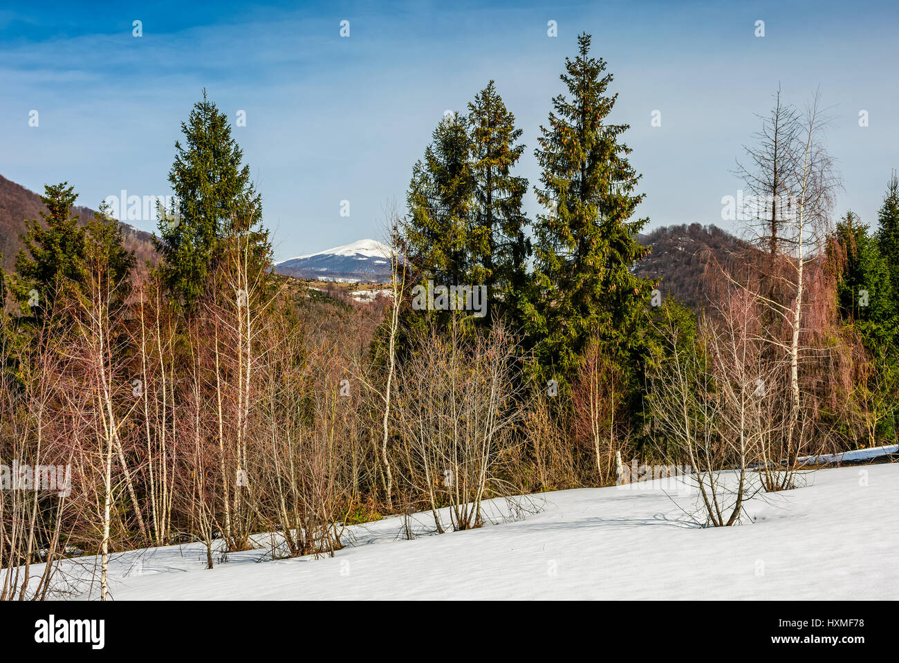 Abeti su un prato ricoperto di neve. montagna con la cima innevata in distanza. primavera paesaggio sulla giornata di sole sotto il cielo blu Foto Stock