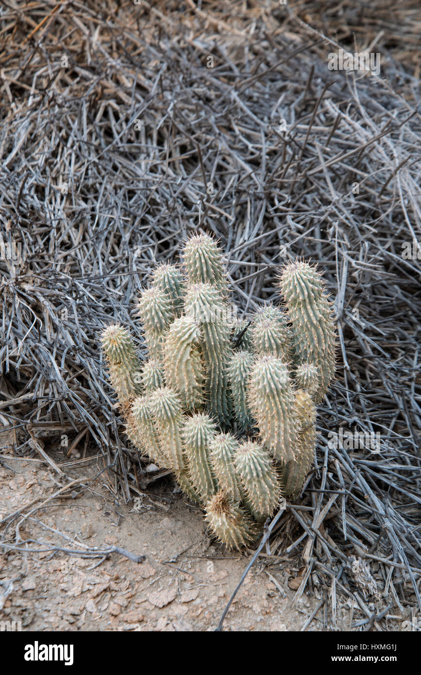 Hoodia sp. Namib Desert, Namibia. Noto come un soppressore di appetito. Foto Stock