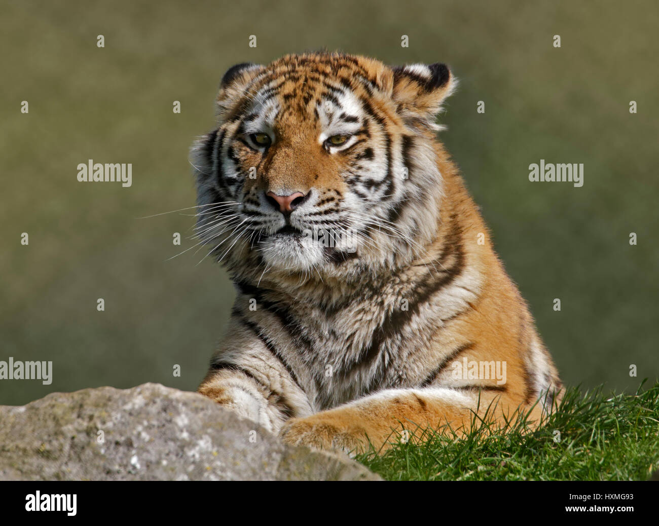 Tigre di Amur (panther tigris altaica) Foto Stock