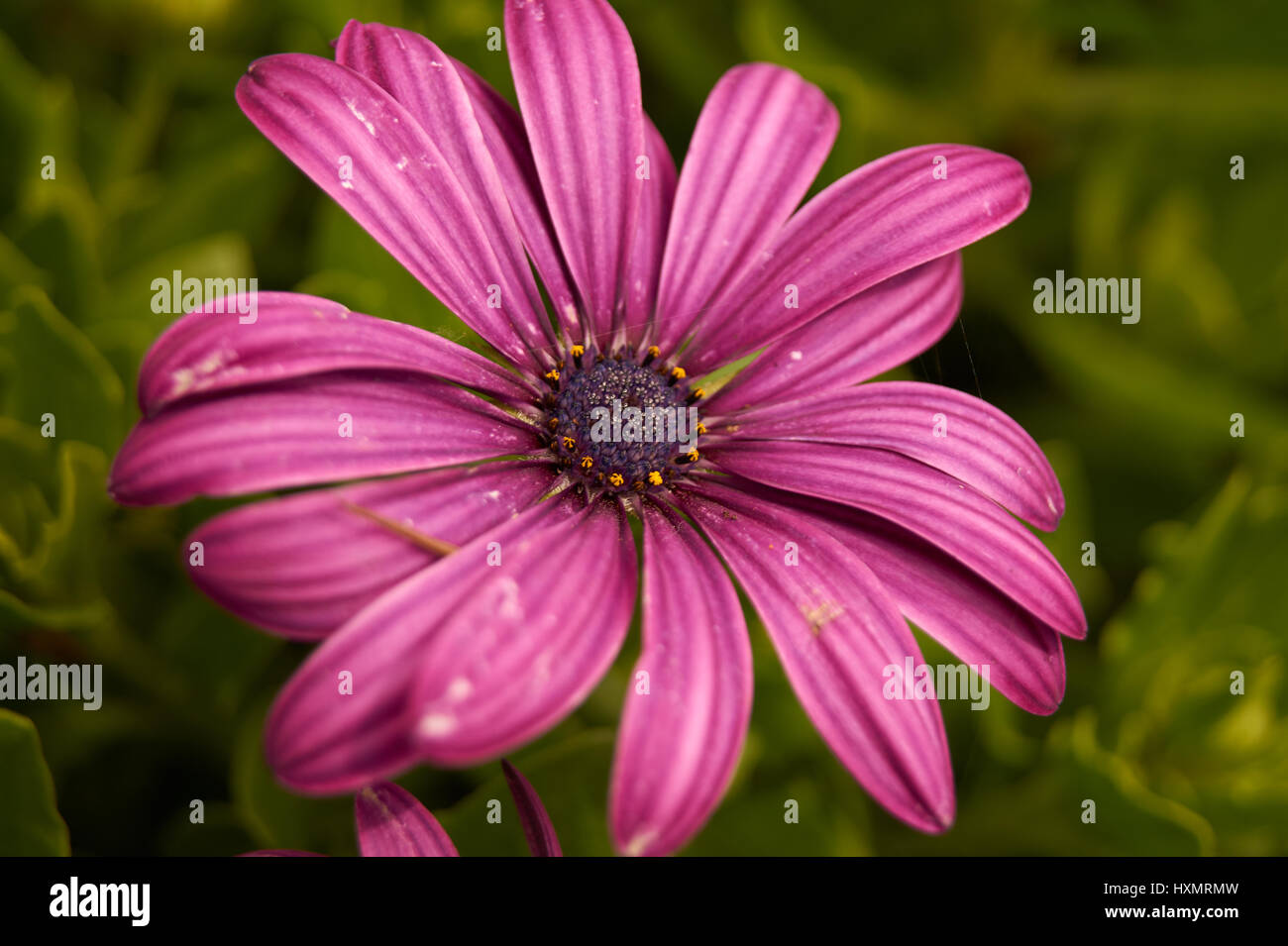Blu e bianco daisy bush - un fiore viola con viola scuro e giallo accenti del centro. Bella da vicino la natura. Foto Stock