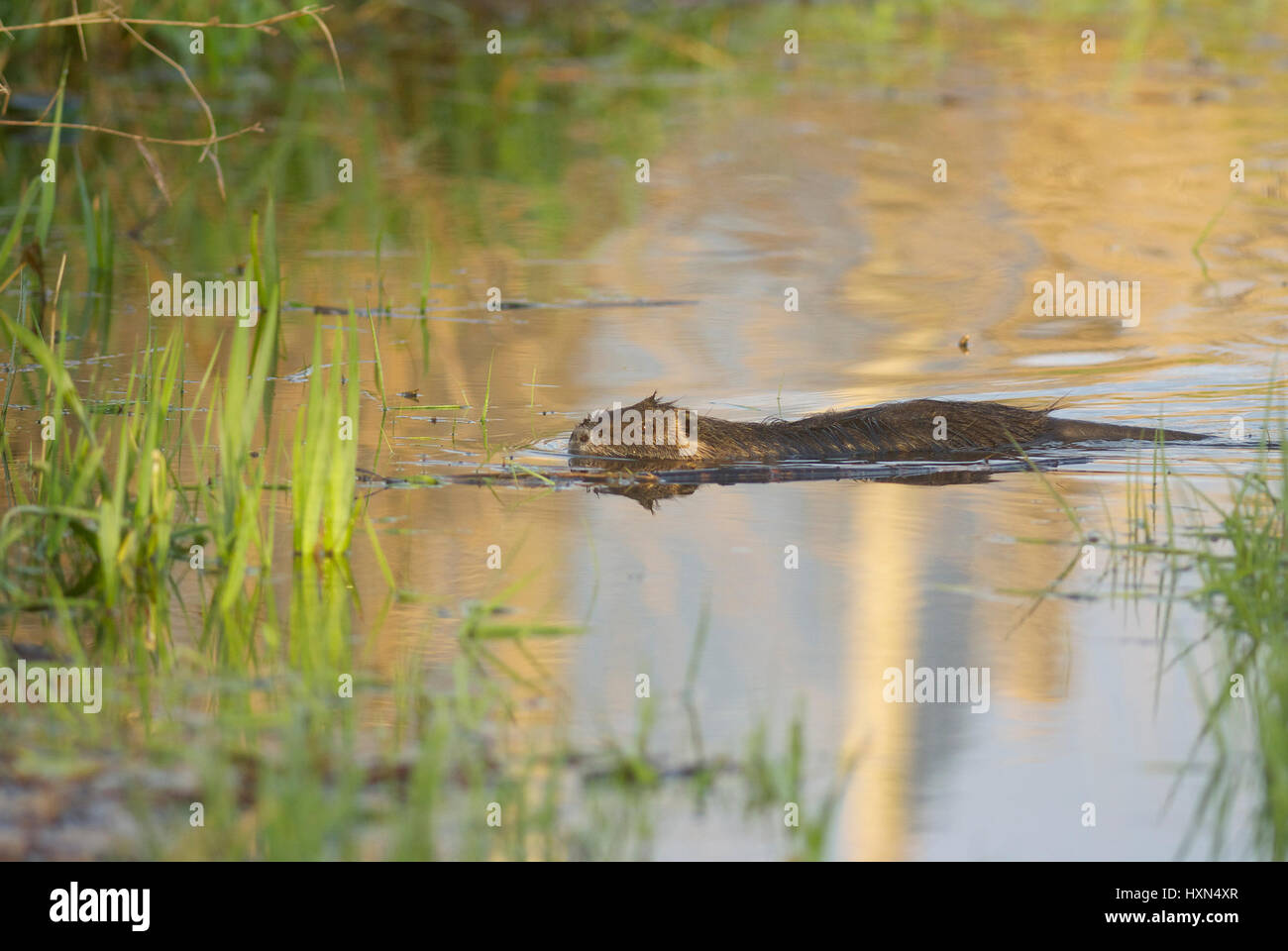 (Coypu Myocastor coypus) nuoto a La Briere parco naturale, Francia Foto Stock