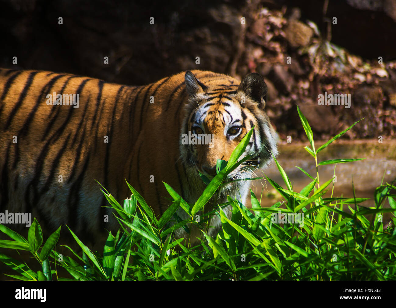 Indian Tiger nel suo habitat Foto Stock