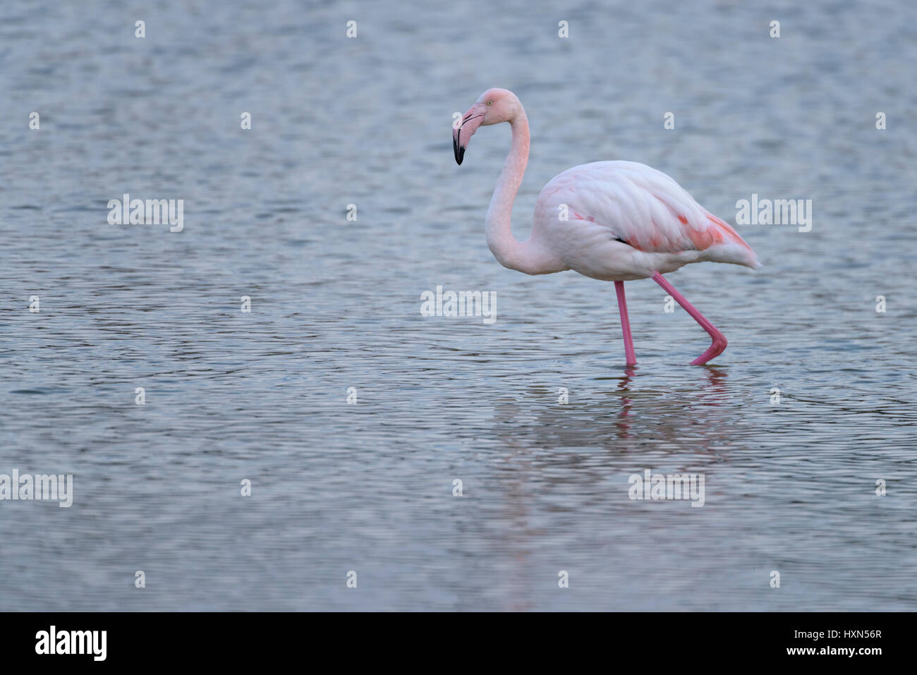 Fenicottero maggiore (Phoenicopterus ruber) svernamento a saline laguna a Israele la costa mediterranea. Gennaio 2015. Foto Stock