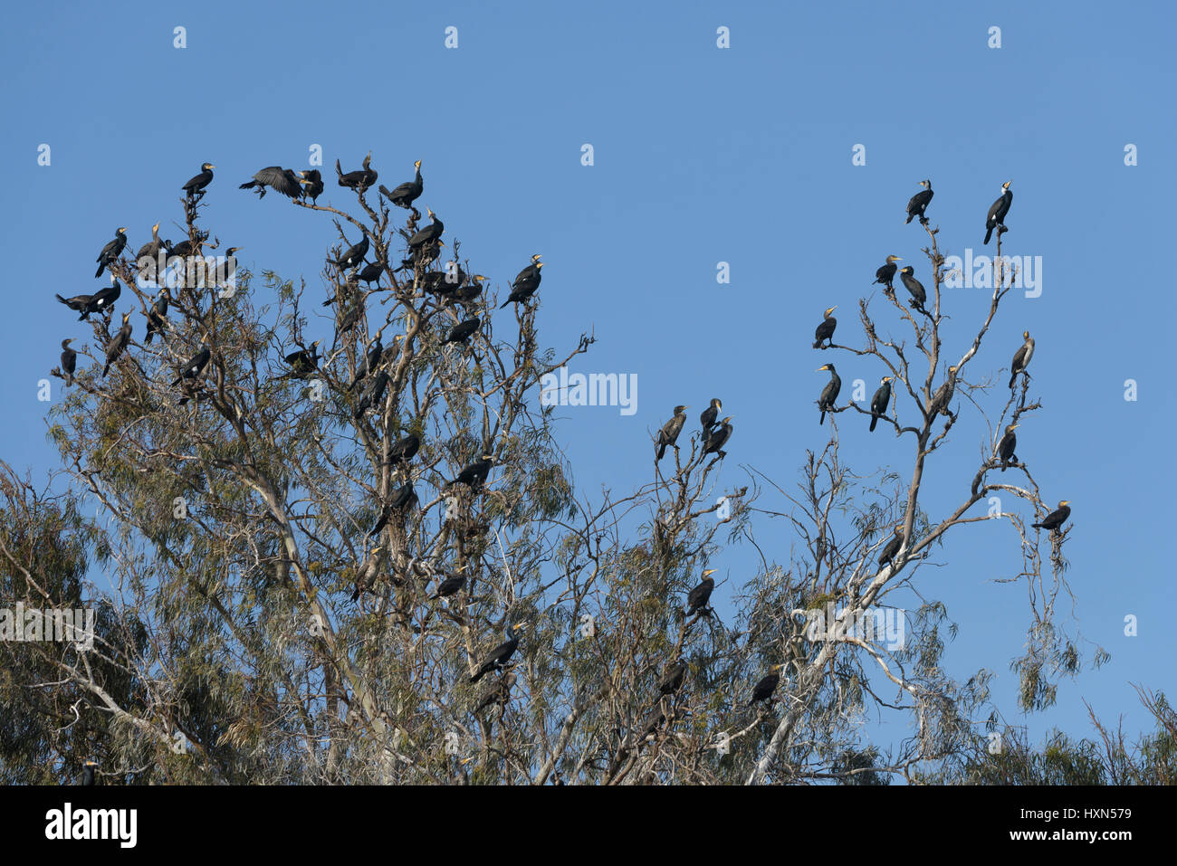 Gregge di grande cormorano (Phalacrocorax carbo) la raccolta in eucalipto a roost site al tramonto, su Israele per la costa mediterranea. Gennaio 2015. Foto Stock