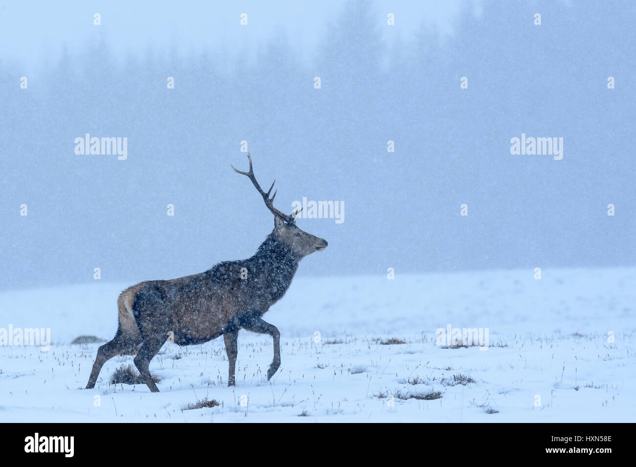 Il cervo (Cervus elephas) feste di addio al celibato in inverno la neve doccia. Cairngorms National Park, Scozia. Febbraio. Foto Stock