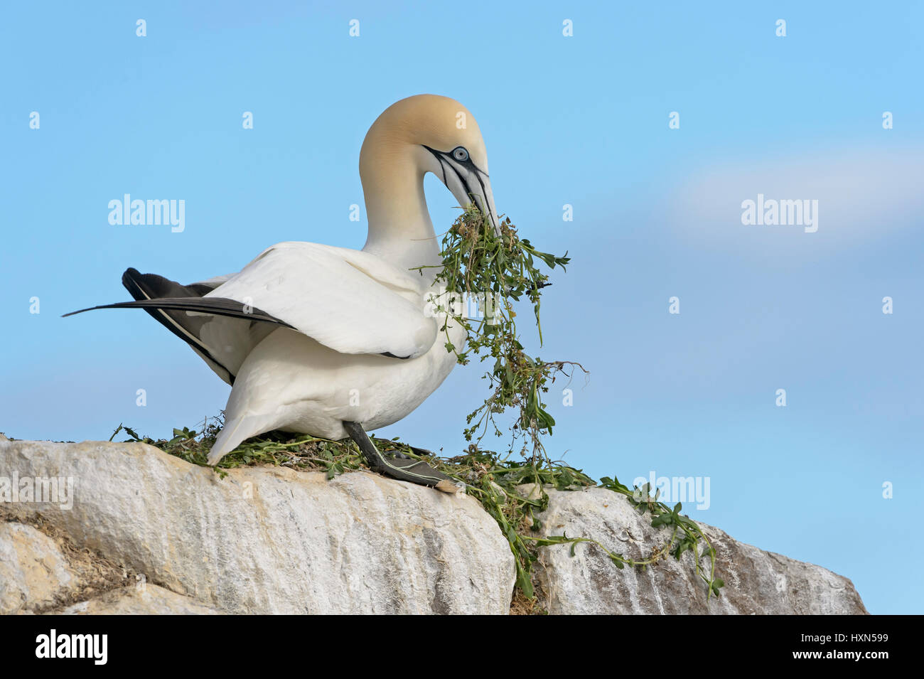 Northern gannet (Morus bassanus) adulti con materiale di nido a colonia di allevamento. Grande Isola Saltee, co wexford, Irlanda. Aprile. Foto Stock