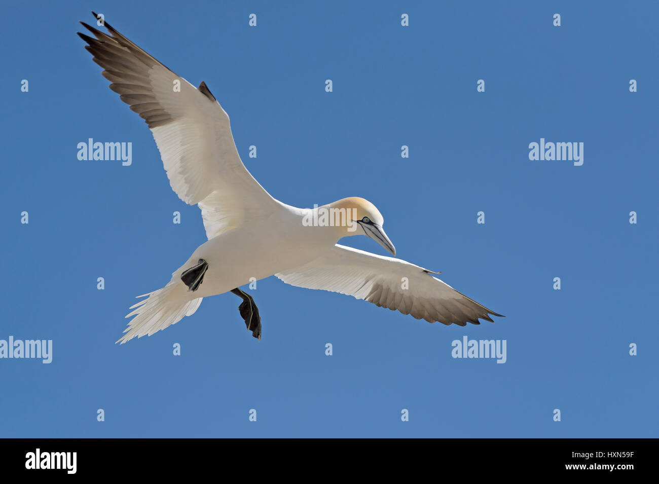 Northern gannet (Morus bassanus) in volo. Grande Isola Saltee, co wexford, Irlanda. Aprile. Foto Stock