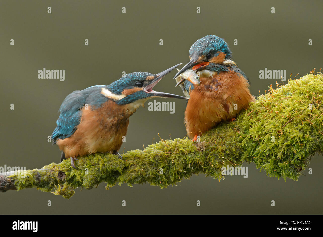 Common kingfisher (Alcedo atthis) maschio adulto alimentazione minnow di recente sviluppato i capretti. Worcestershire, Inghilterra. Maggio. Foto Stock