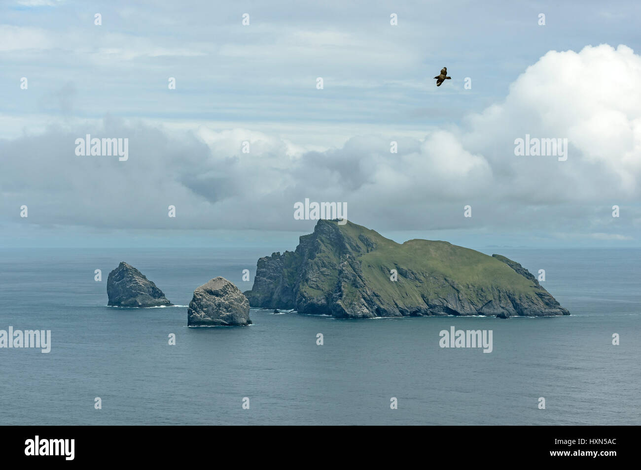 Isola di Boreray, Stac Lee e Stac un Armin in Saint Kilda arcipelago, visto da di Hirta. Grande skua o "bonxie" (Stercorarius skua) in volo Foto Stock