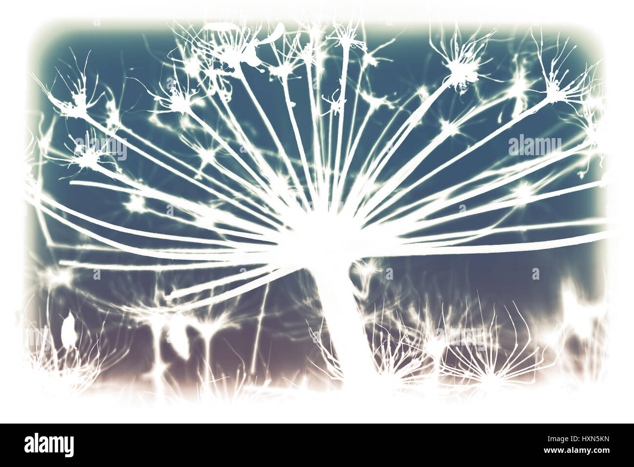 Dark secco sosnowskyi Heracleum fiori, inversa silhouette foto macro con messa a fuoco selettiva e colorato di tonalità effetto filtro Foto Stock