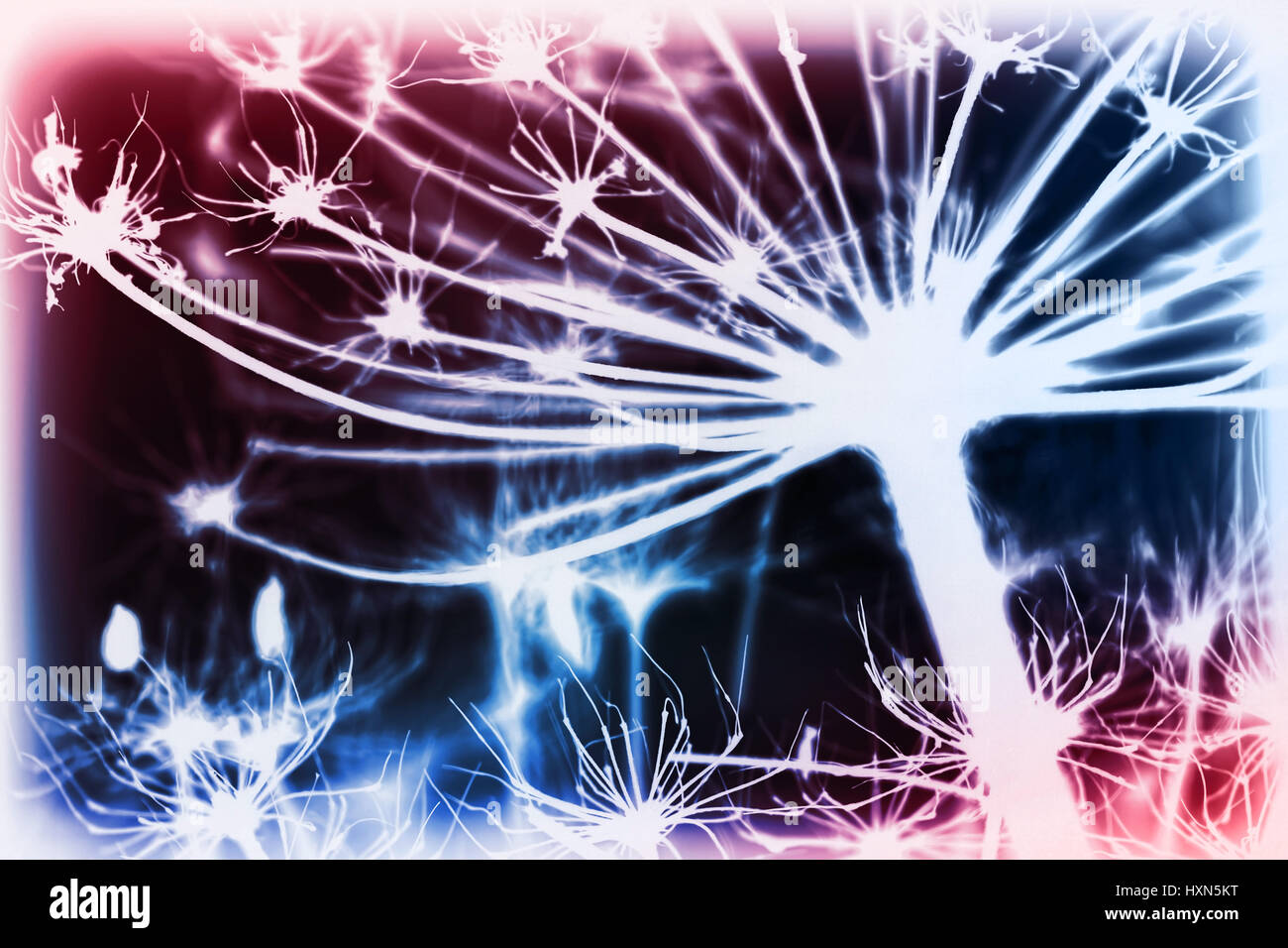 Dark secco sosnowskyi Heracleum fiori, inversa silhouette foto macro con messa a fuoco selettiva e colorato la correzione delle tonalità effetto di filtro Foto Stock