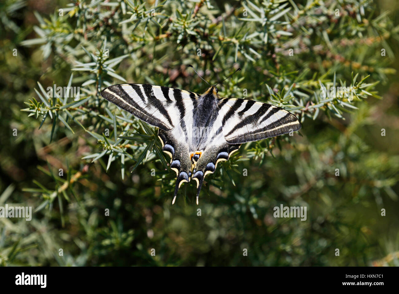 Scarce-Swallowtail Foto Stock