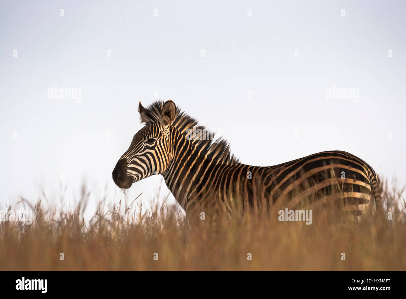 Le pianure Zebra (Equus quagga) Foto Stock